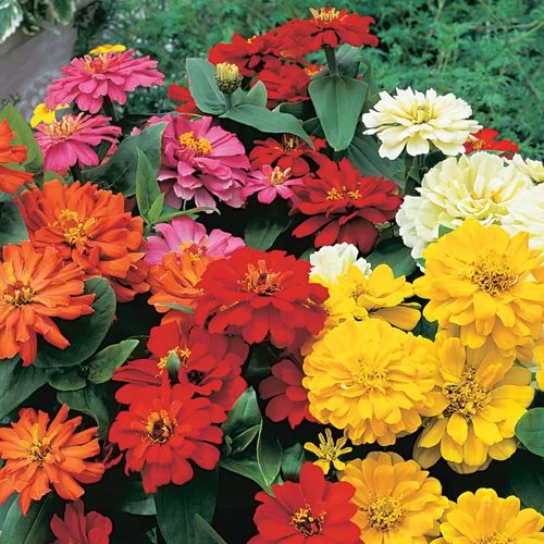 Short Stuff™ Mix Zinnia Seeds 3 Short Stuff™ Mix Zinnia Seeds