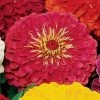 Park's Picks Carmine Rose Zinnia Seeds