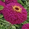 Uproar⢠Rose Hybrid Zinnia Seeds 2 Uproar⢠Rose Hybrid Zinnia Seeds -Botanical Bliss 02212