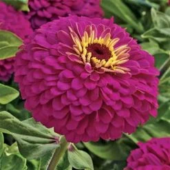 Uproar™ Rose Hybrid Zinnia Seeds