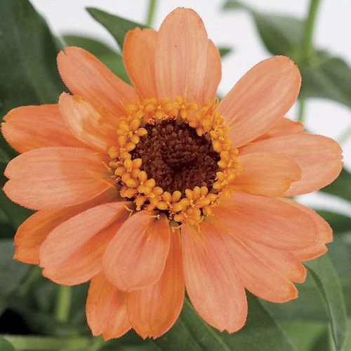 Profusion Apricot Zinnia Seeds 3 Profusion Apricot Zinnia Seeds