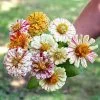 Peppermint Stick Zinnia Seeds -Botanical Bliss 02227 pk p1