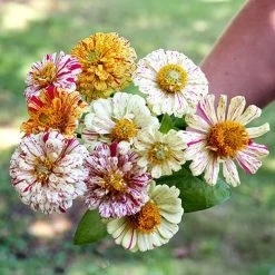 Peppermint Stick Zinnia Seeds