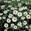Crystal™ White Zinnia Seeds 1 Crystal™ White Zinnia Seeds -Botanical Bliss 02231 pk 250