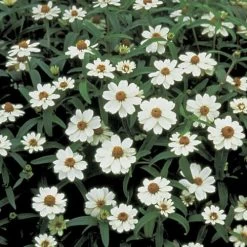 Crystal™ White Zinnia Seeds