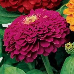 Park's Picks Purple Zinnia Seeds -Botanical Bliss 02236 PK P1 1