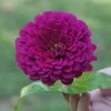 Park's Picks Purple Zinnia Seeds