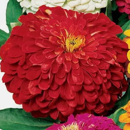 Park's Picks Deep Red Zinnia Seeds 5 Park's Picks Deep Red Zinnia Seeds - Image 3