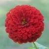 Park's Picks Deep Red Zinnia Seeds 2 Park's Picks Deep Red Zinnia Seeds -Botanical Bliss 02237 pk p1
