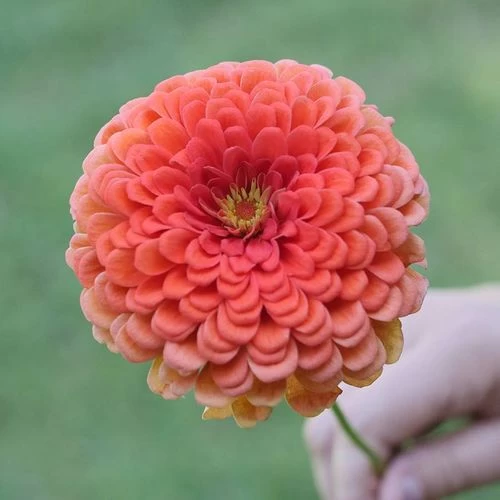 Park's Picks Coral Zinnia Seeds 4 Park's Picks Coral Zinnia Seeds - Image 2