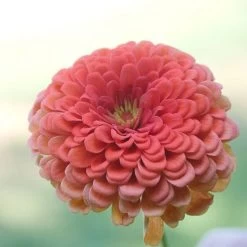 Park's Picks Coral Zinnia Seeds 7 Park's Picks Coral Zinnia Seeds -Botanical Bliss 02238 PK P1 1