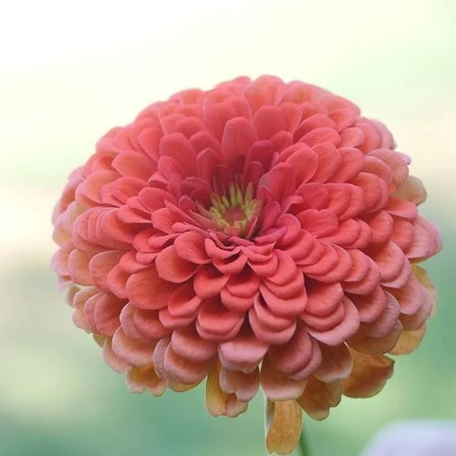 Park's Picks Coral Zinnia Seeds 5 Park's Picks Coral Zinnia Seeds - Image 3