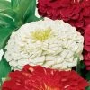 Park's Picks White Zinnia Seeds -Botanical Bliss 02239 pk p1