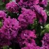 Dreams™ Burgundy Petunia Seeds 1 Dreams™ Burgundy Petunia Seeds -Botanical Bliss 02250 PK 500