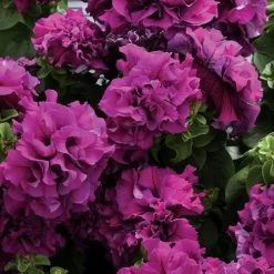 Dreams™ Burgundy Petunia Seeds