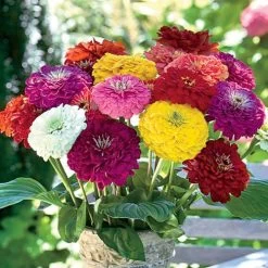 Benary's Giant Mix Zinnia Seeds