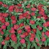 Profusion Cherry Zinnia Seeds