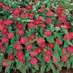 Profusion Cherry Zinnia Seeds