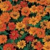 Profusion Orange Zinnia Seeds 2 Profusion Orange Zinnia Seeds -Botanical Bliss 02302