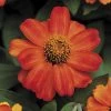 Profusion Fire Zinnia Seeds -Botanical Bliss 02307 pk p1