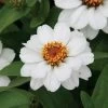 Profusion White Zinnia Seeds 1 Profusion White Zinnia Seeds -Botanical Bliss 02308