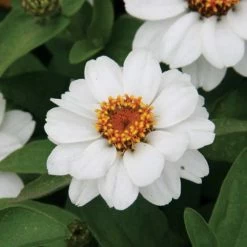 Profusion White Zinnia Seeds