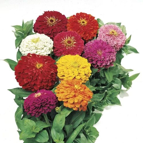Park's Picks Mix Zinnia Seeds 4 Park's Picks Mix Zinnia Seeds - Image 2