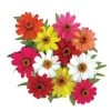 Profusion Full Mix Zinnia Seeds -Botanical Bliss 02316 pk 100