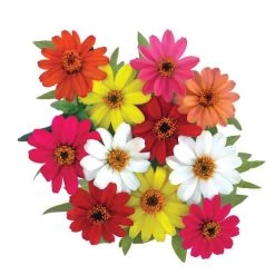Profusion Full Mix Zinnia Seeds