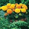 Antigua™ Mix Hybrid Marigold Seeds 2 Antigua™ Mix Hybrid Marigold Seeds -Botanical Bliss 02329 pk 250