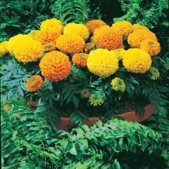 Antigua™ Mix Hybrid Marigold Seeds