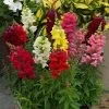 Sonnet Mix Snapdragon Seeds -Botanical Bliss 02358 PK P1