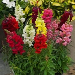 Sonnet Mix Snapdragon Seeds
