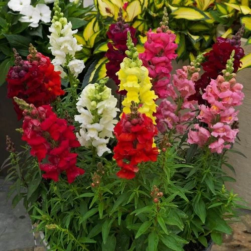 Sonnet Mix Snapdragon Seeds 3 Sonnet Mix Snapdragon Seeds