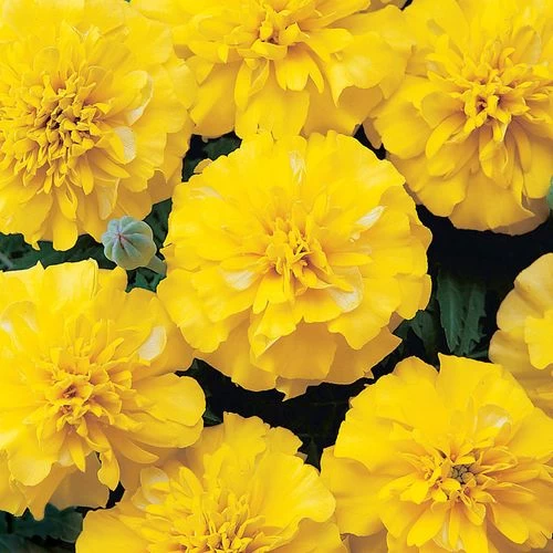 Bonanza™ Yellow Marigold Seeds 3 Bonanza™ Yellow Marigold Seeds
