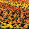 Bonanza™ Mix Marigold Seeds -Botanical Bliss 02383 PK 500