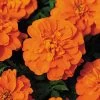 Bonanza™ Deep Orange Marigold Seeds -Botanical Bliss 02460 PK 500