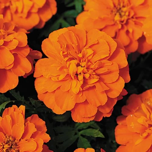 Bonanza™ Deep Orange Marigold Seeds 3 Bonanza™ Deep Orange Marigold Seeds
