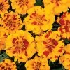 Bonanza™ Bolero Marigold Seeds -Botanical Bliss 02465 PK 500