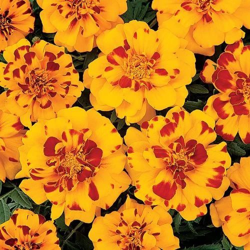 Bonanza™ Bolero Marigold Seeds 3 Bonanza™ Bolero Marigold Seeds