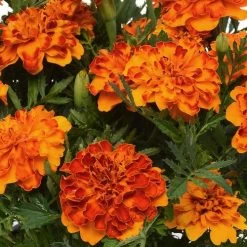Bonanza™ Bolero Marigold Seeds 7 Bonanza™ Bolero Marigold Seeds -Botanical Bliss 02465 PK 500 1