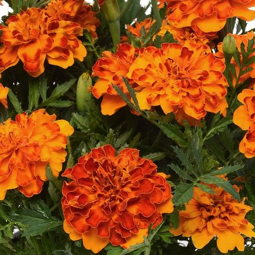 Bonanza™ Bolero Marigold Seeds 4 Bonanza™ Bolero Marigold Seeds - Image 2