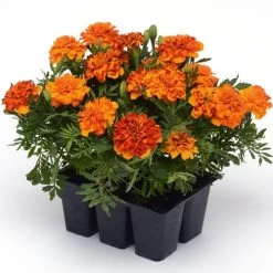 Bonanza™ Bolero Marigold Seeds 8 Bonanza™ Bolero Marigold Seeds -Botanical Bliss 02465 PK 500 2