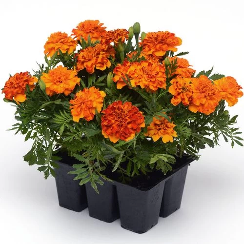 Bonanza™ Bolero Marigold Seeds 5 Bonanza™ Bolero Marigold Seeds - Image 3