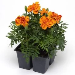 Bonanza™ Bolero Marigold Seeds 9 Bonanza™ Bolero Marigold Seeds -Botanical Bliss 02465 PK 500 3