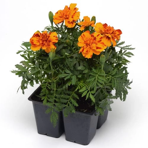Bonanza™ Bolero Marigold Seeds 6 Bonanza™ Bolero Marigold Seeds - Image 4