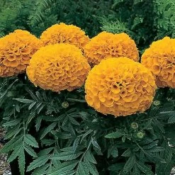 Antigua™ Orange Hybrid Marigold Seeds