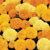 Inca II™ Mix Hybrid Marigold Seeds 1 Inca II™ Mix Hybrid Marigold Seeds -Botanical Bliss 02483