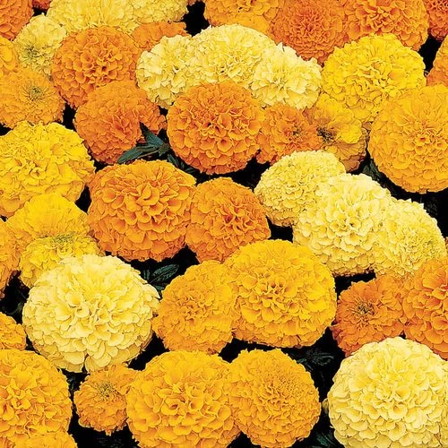 Inca II™ Mix Hybrid Marigold Seeds 3 Inca II™ Mix Hybrid Marigold Seeds