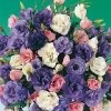 Echo Mix Lisianthus Seeds -Botanical Bliss 02548 PK 250